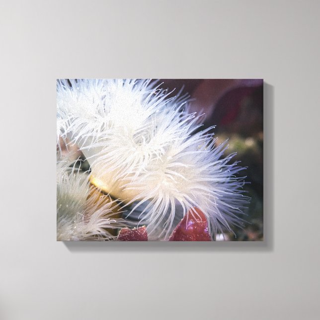 Fjäderanemon - Lindad Canvas (Framsida)