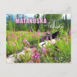 Fjäderblommor i Matanuska Valley, Alaska Vykort