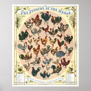Fjäderfä 1868 poster