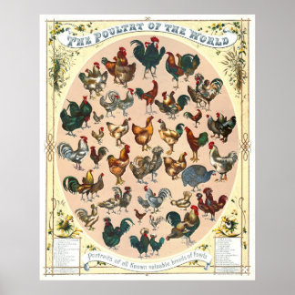 Fjäderfä 1868 poster