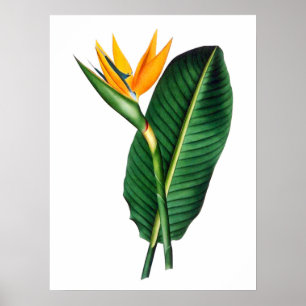 Fjäderfä av paradise Flower Art Decor Poster