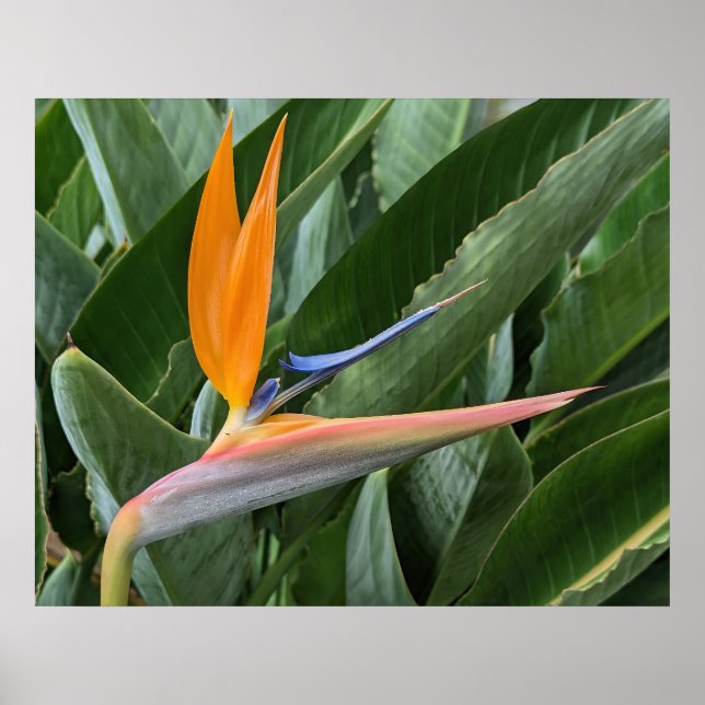 Fjäderfä av paradise Flower Poster (Framsidan)