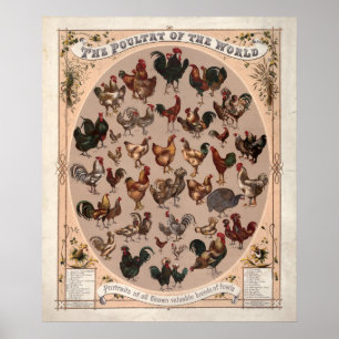 Fjäderfä av världsrasen Vintage Chicken Poster