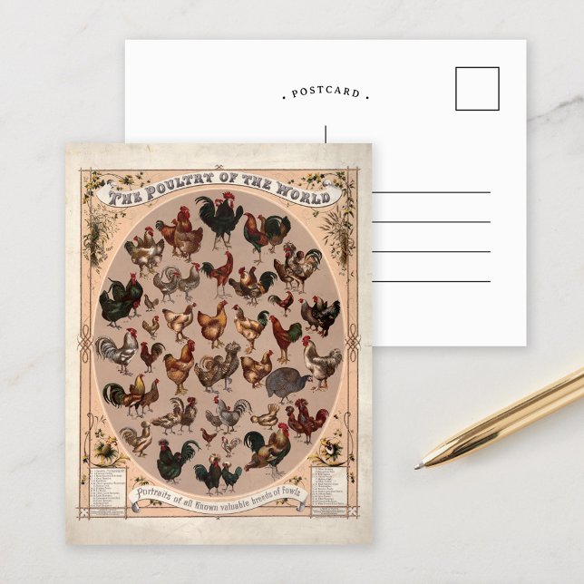 Fjäderfä från hela världen - historiska hönsraser vykort (Skapare uppladdad)
