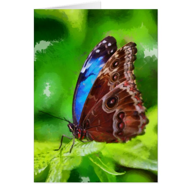 Fjäderfä Hälsningskort (Framsidan)