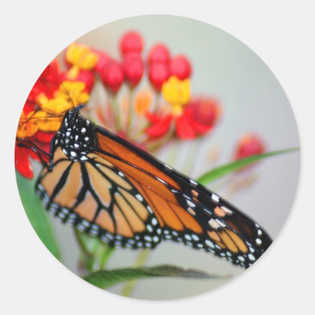 Fjäderfä och blomstmärkning runt klistermärke (Framsida)