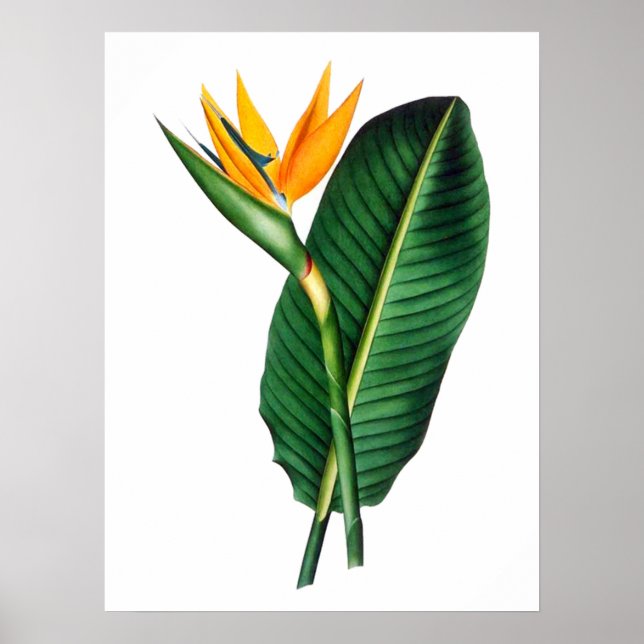 Fjäderfä Paradise Flower Art Decor Poster (Framsidan)