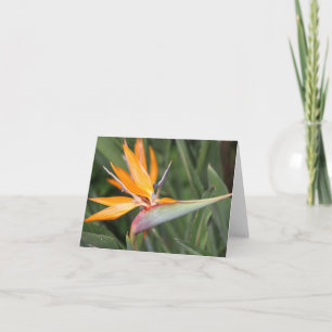 Fjäderfä Paradise Flower Blank Note Card Anteckningskort