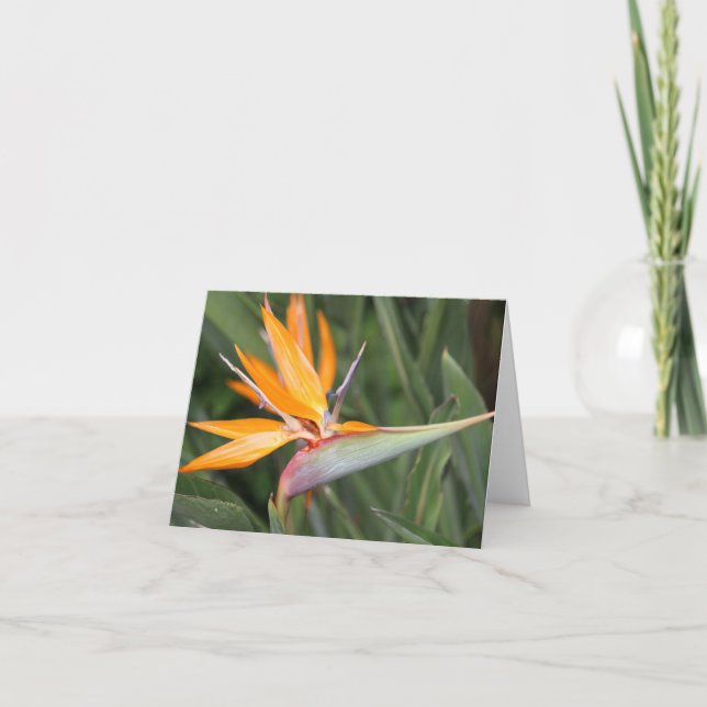 Fjäderfä Paradise Flower Blank Note Card Anteckningskort (Framsida)