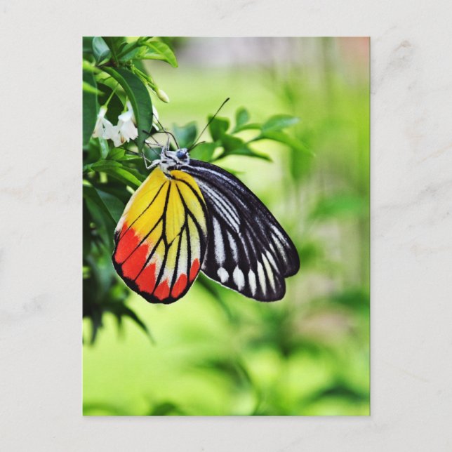 Fjäderfä - vykort (Framsida)