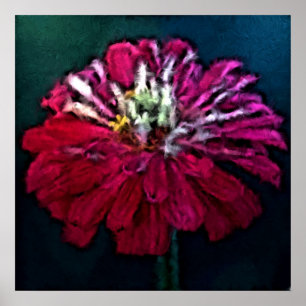 Fjäderfä Zinnia Poster