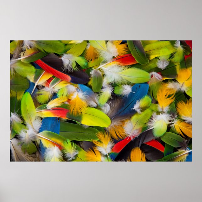 Fjäderfädelar av färgade fjädrar poster (Framsidan)