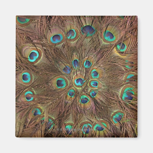 Fjäderfäfjädrar Magnet (Framsidan)