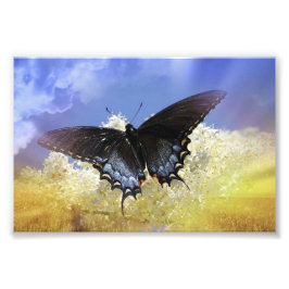 Fjäderfäfrihet Fototryck