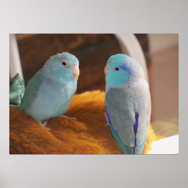 Fjäderfänga vänner Blue Pacific Parrotlets Bird Ar Poster