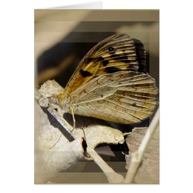 Fjäderfantik OBS Kort (Framsidan)