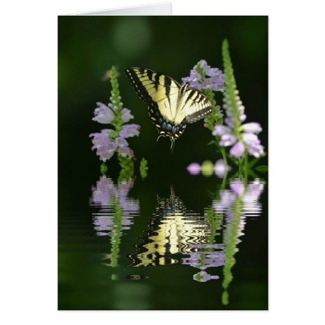 Fjäderfäreflektioner OBS Kort (Framsidan)