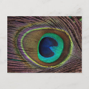 Fjädra Peacock Feather Vykort