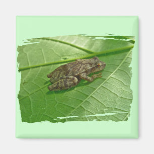 Fjädra Treefrog för peeperen (Pseudacriscrucifer) Magnet