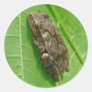 Fjädra Treefrog för peeperen (Pseudacriscrucifer Runt Klistermärke