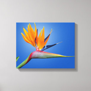 Fjädra vid Paradise Strelitzia Flower Canvastryck