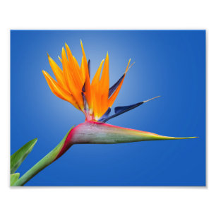 Fjädra vid Paradise Strelitzia Flower Fototryck