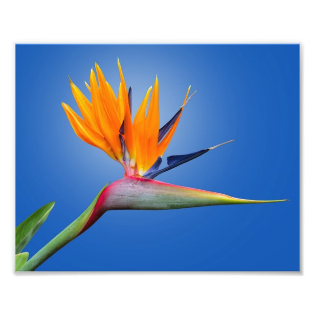 Fjädra vid Paradise Strelitzia Flower Fototryck (Framsidan)