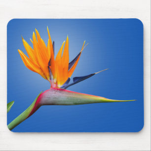 Fjädra vid Paradise Strelitzia Flower Musmatta
