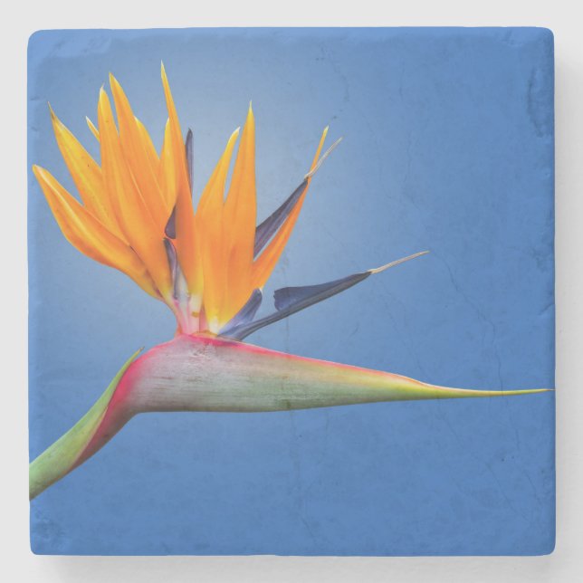 Fjädra vid Paradise Strelitzia Flower Stenunderlägg (Framsidan)