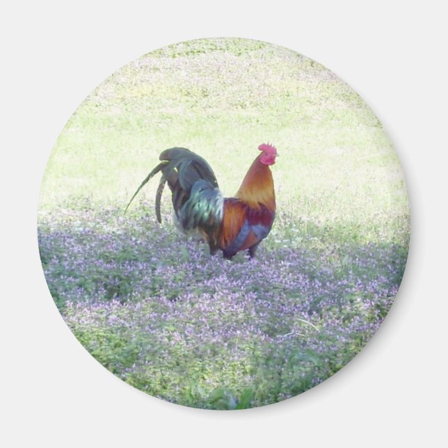 Fjädrad Pride, magnet (Framsidan)