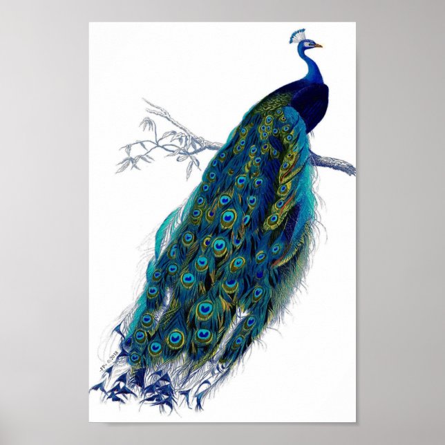 Fjädrar från Fjäderfäfåglar i Svan Poster (Framsidan)