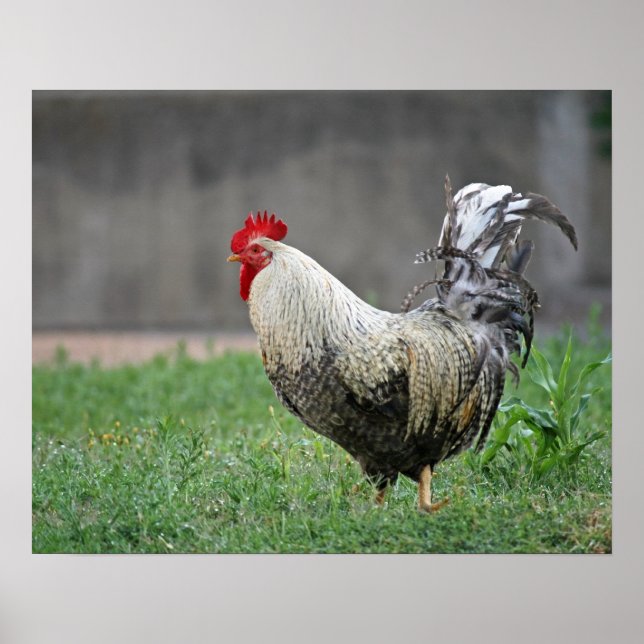 "Fjädrar" Poster (Framsidan)