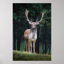 Fjällande hjort poster