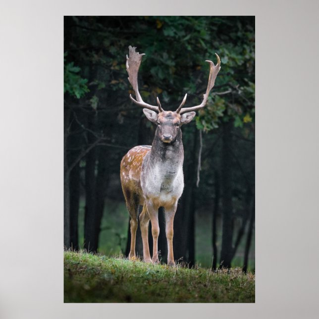 Fjällande hjort poster (Framsidan)