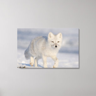 Fjällräv, Alaska Canvastryck