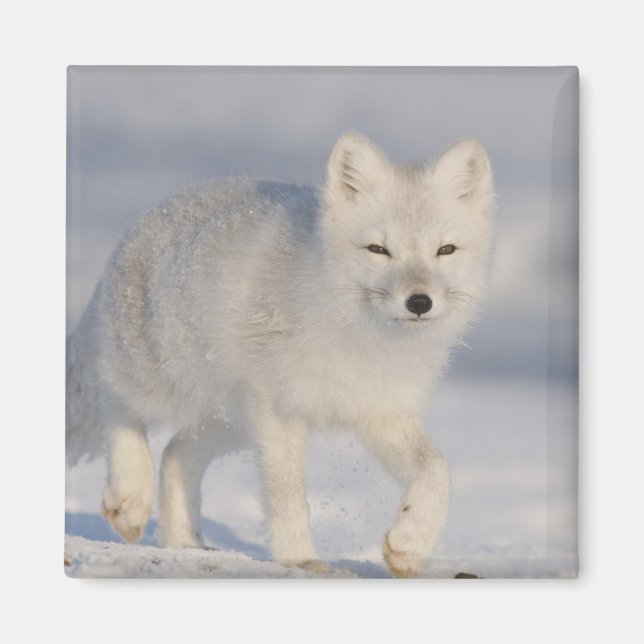 Fjällräv, Alaska Magnet (Framsidan)