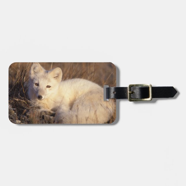 fjällräv, Alopex lagopus Bagagebricka (Horisontell Framsida)