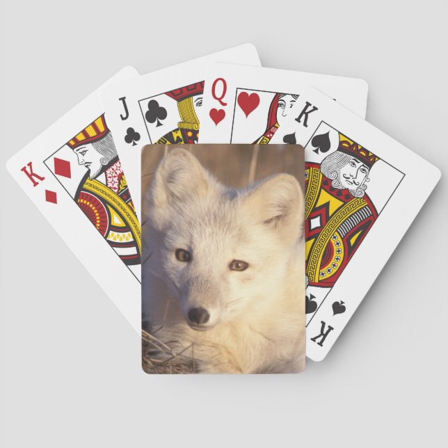 fjällräv, Alopex lagopus Casinokort (Baksidan)