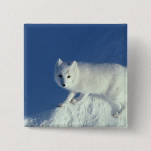 Fjällräv Alopex lagopus) En fjällräv Knapp