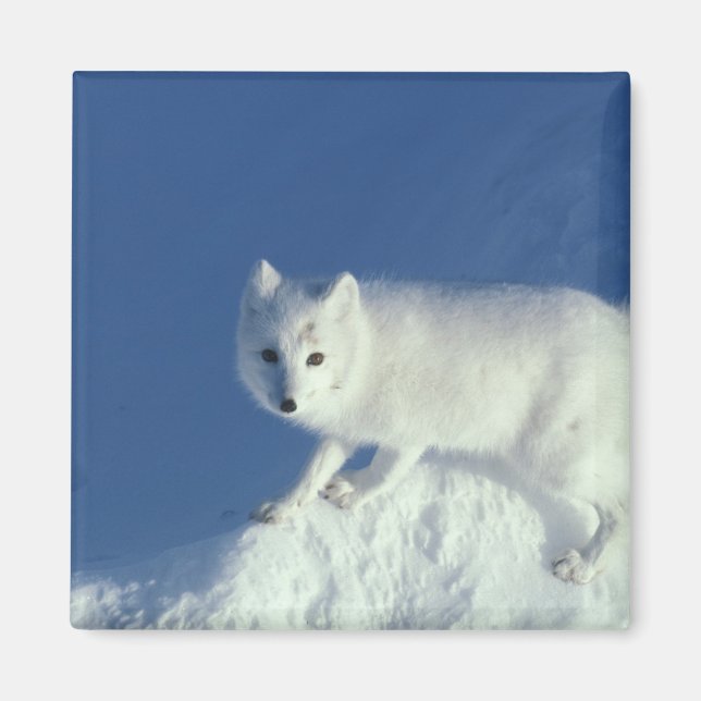 Fjällräv Alopex lagopus) En fjällräv Magnet (Framsidan)