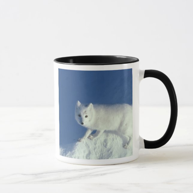 Fjällräv Alopex lagopus) En fjällräv Mugg (Höger)