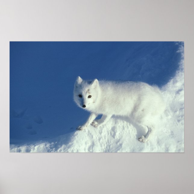 Fjällräv Alopex lagopus) En fjällräv Poster (Framsidan)
