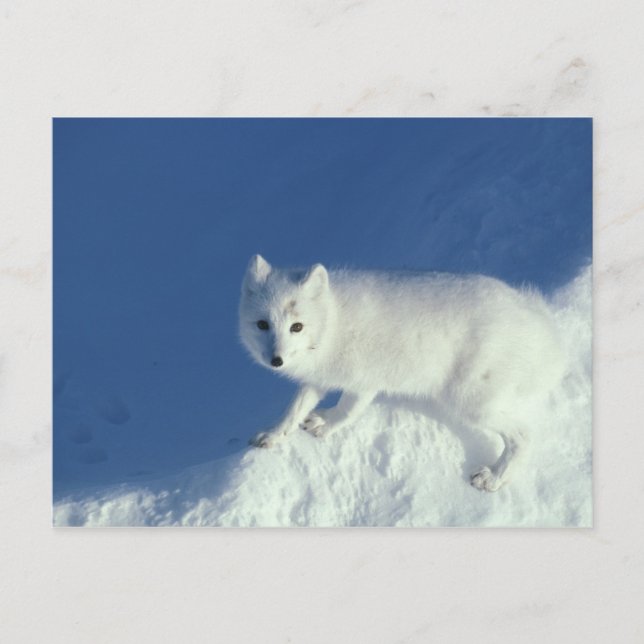 Fjällräv Alopex lagopus) En fjällräv Vykort (Framsida)