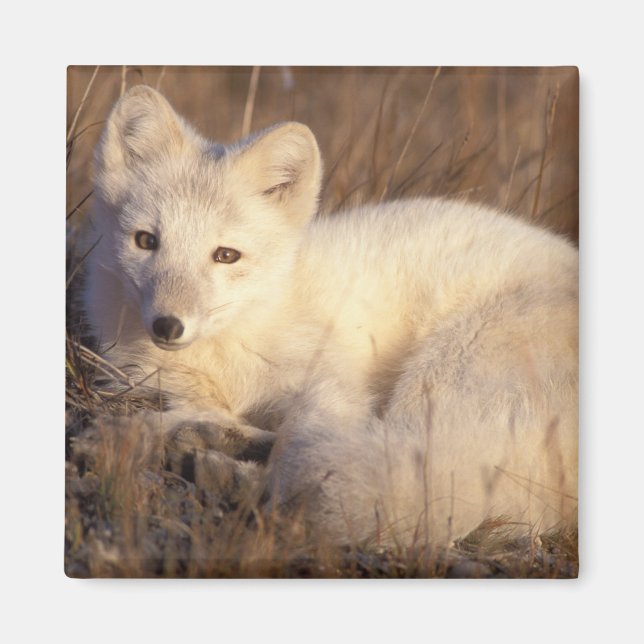 fjällräv, Alopex lagopus Magnet (Framsidan)