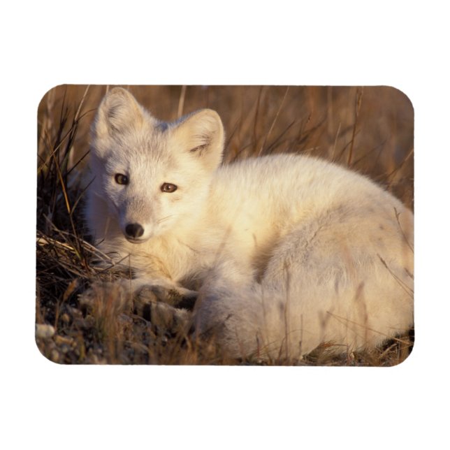fjällräv, Alopex lagopus Magnet (Horisontell)