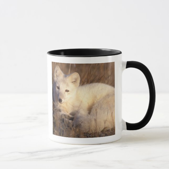 fjällräv, Alopex lagopus Mugg (Höger)