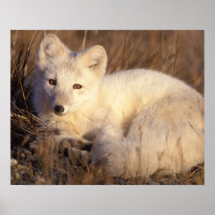 fjällräv, Alopex lagopus Poster