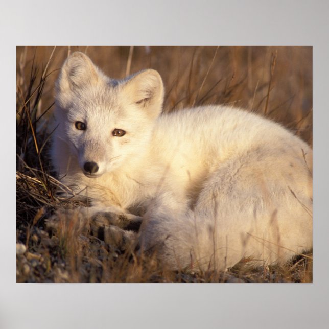 fjällräv, Alopex lagopus Poster (Framsidan)