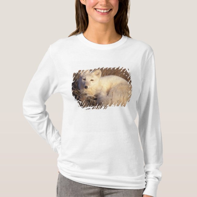 fjällräv, Alopex lagopus Tee Shirt (Framsida)