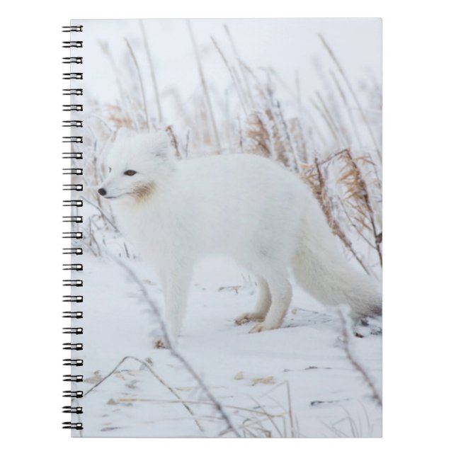 Fjällräv Anteckningsbok Med Spiral (Framsidan)